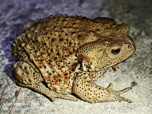 Asiatic Toad