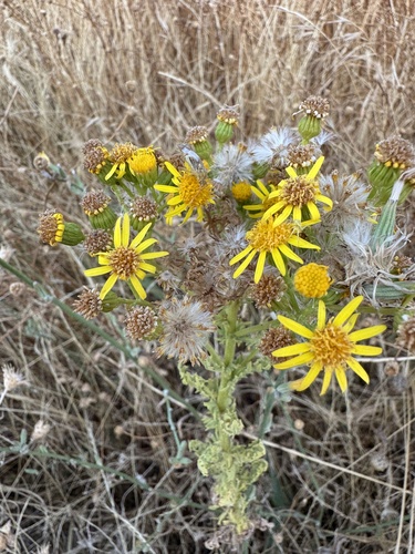 ragwort