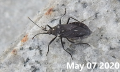 Hygia lativentris