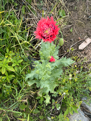 opium poppy