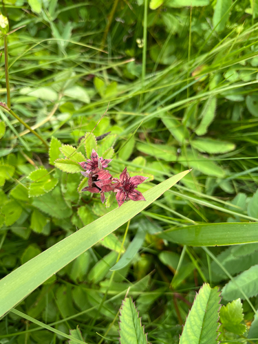 marsh cinquefoil