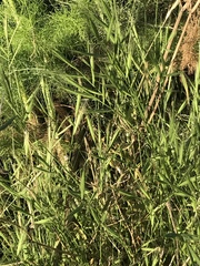 Brachypodium distachyon