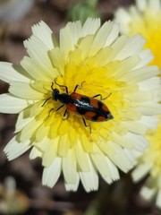 Eupompha elegans