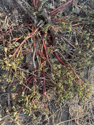 Common Purslane