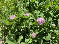 Trifolium pratense