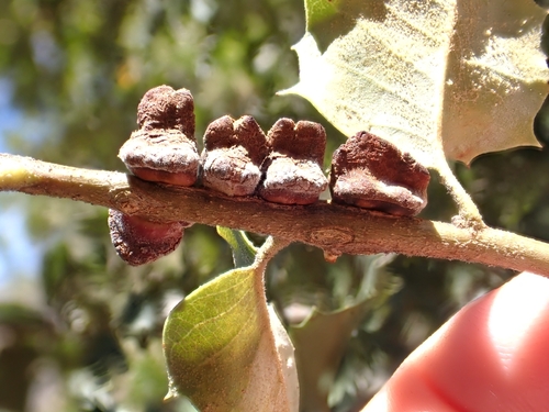 iNaturalist observation photo of Disholandricus chrysolepidis