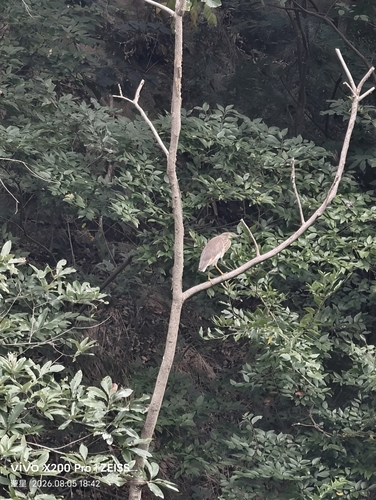 Chinese Pond-Heron