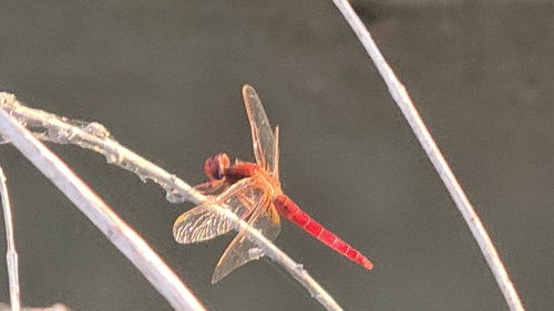 Broad Scarlet