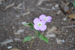 Oenothera rosea