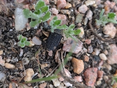 Thanatophilus lapponicus