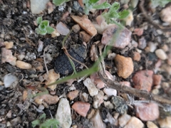 Thanatophilus lapponicus