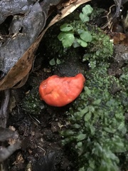 Leratiomyces erythrocephalus