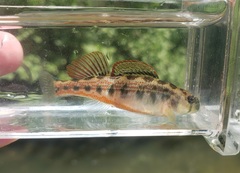 Etheostoma occidentale