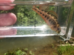 Etheostoma occidentale
