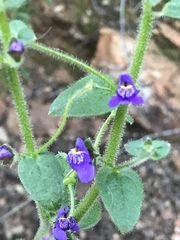 Sairocarpus pusillus
