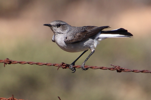 iNaturalist image