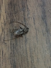 Elaphidion mucronatum