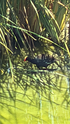 Common Gallinule observed by lpmasur