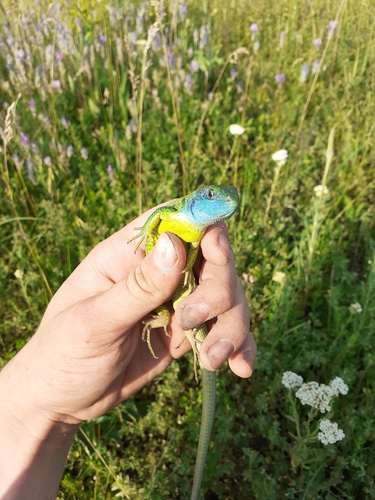 Green Lizard