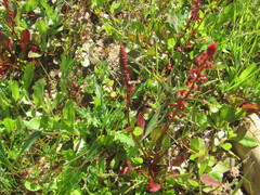 Rumex bucephalophorus, photograph (c) zebedeugalinha, some rights reserved (CC BY)