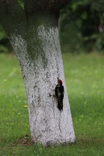 Syrian Woodpecker