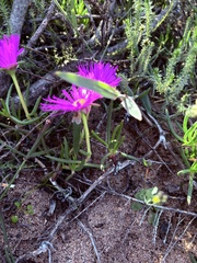 Jordaaniella dubia, photograph (c) Christina, some rights reserved (CC BY)