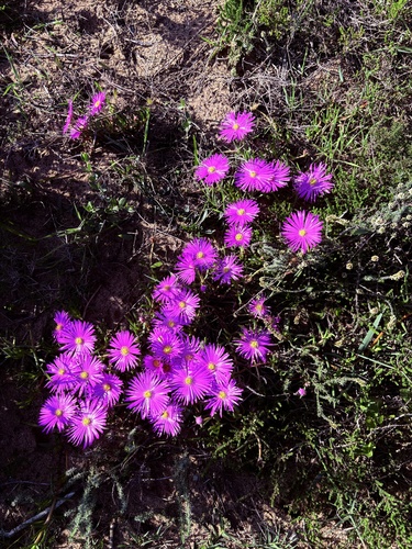 Jordaaniella dubia, photograph 5