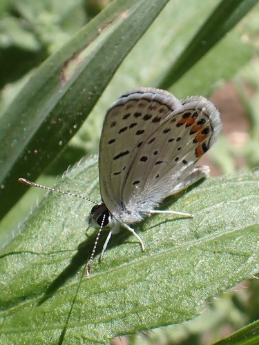 iNaturalist observation photo of Acmon Blue