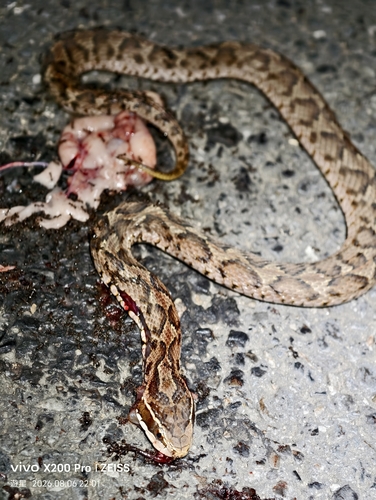 Short-tailed Mamushi