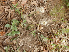 Antennaria parlinii fallax