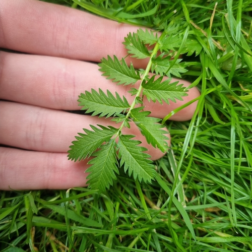 common silverweed