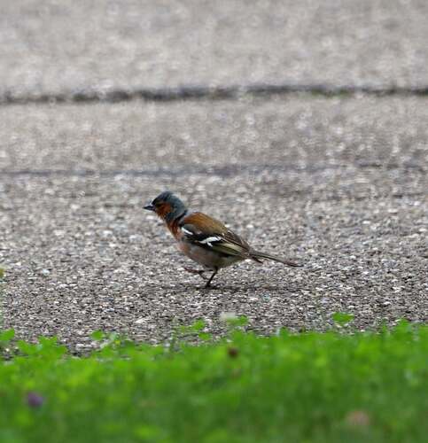 Common Chaffinch