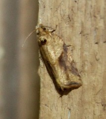 Argyrotaenia ivana
