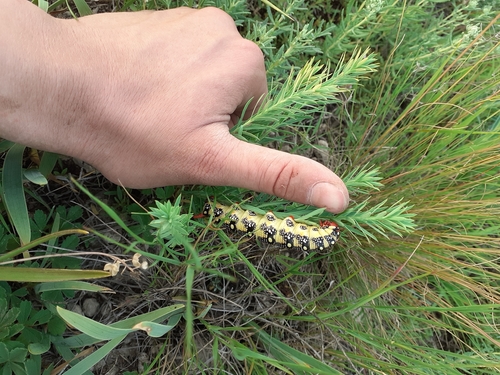 Leafy Spurge Hawkmoth