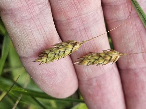 Carex limosa, photograph 3