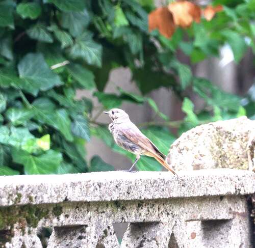 Black Redstart