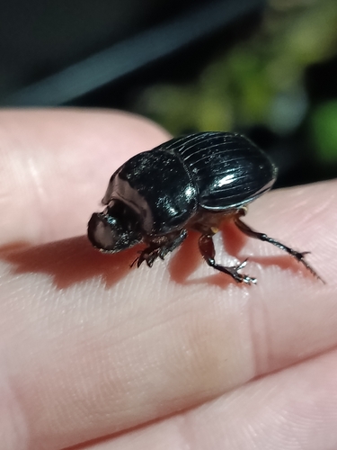 Copris lunaris