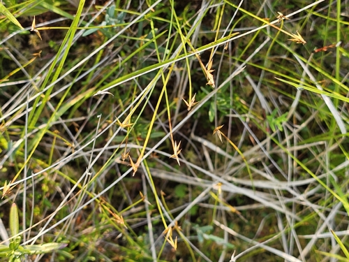 Carex pauciflora, photograph 6