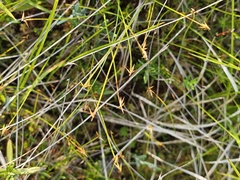 Carex pauciflora, photograph (c) Norma Malinowski, some rights reserved (CC BY)