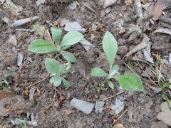 Antennaria parlinii fallax