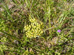 Polytaenia nuttallii