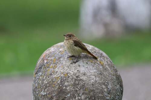 Common Redstart