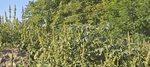 jimsonweed