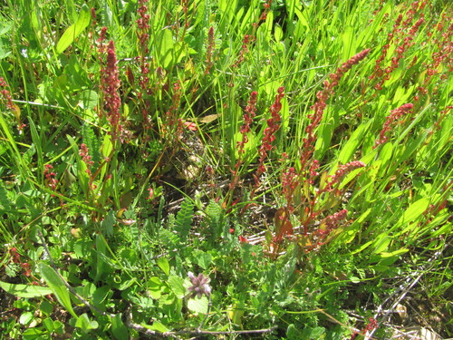 Rumex bucephalophorus, photograph 5