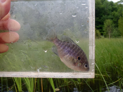 Lepomis peltastes