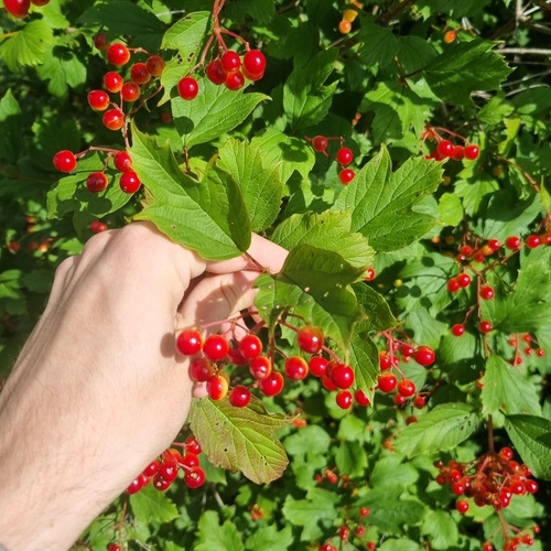 guelder-rose