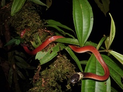 Drepanoides anomalus