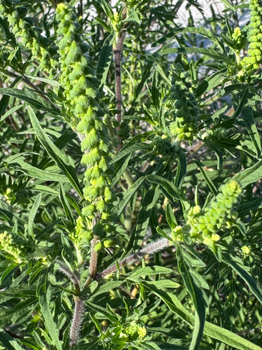 common ragweed