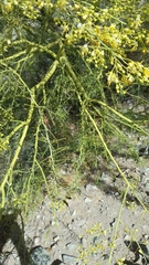 Parkinsonia microphylla