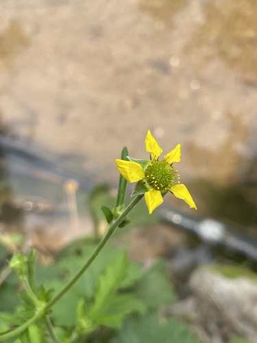 Wood Avens